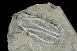 Two Fossil Crinoids (Abrotocrinus) - Crawfordsville, Indiana #117146-2